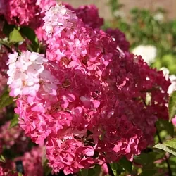  Фрейз Мельба (Fraise Melba)