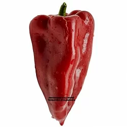  Перец сладкий Слоновье ухо (Elephant Ear) (6шт.)