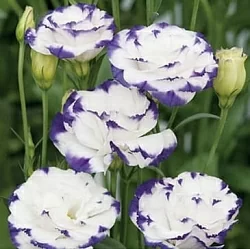 Лизиантус Lisianthus Super Magic I-II F1 capri blue picotee (10шт)