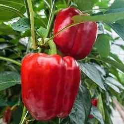  Перец сладкий Клаудио F1 (5шт)