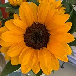Подсолнух Helianthus Stromboli F1 orange (10шт)
