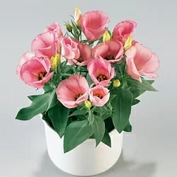 Лизиантус Lisianthus Carmen F1 rose (10шт)