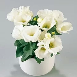 Лизиантус Lisianthus Carmen F1 ivory (10шт)