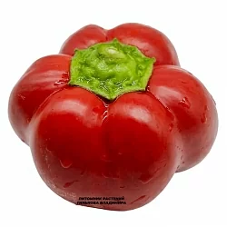  Перец сладкий Громозека Буф (6шт.)
