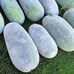 Тыква восковая Бенинказа (Benincasa Hispida) (3шт)