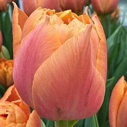 Тюльпан Формула ван (Formule One) Тюльпан Формула ван (Formule One)