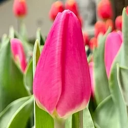 Тюльпан Молто Амата (Molto Amata) Тюльпан Молто Амата (Molto Amata)