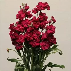Маттиола Matthiola incana Katz ruby (20шт) Маттиола Matthiola incana Katz ruby (20шт)