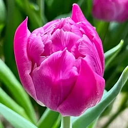 Тюльпан Дабл Прайс (Double Price) Тюльпан Дабл Прайс (Double Price)