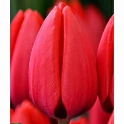 Тюльпан Ред Рейнжер (Red Ranger) Тюльпан Ред Рейнжер (Red Ranger)