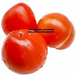  Томат Лентяйка (6шт.)