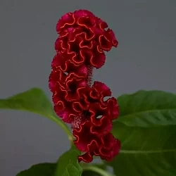 Целозия Celosia Neo red (5шт)
