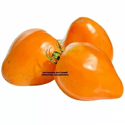  Томат Пастельное оранжевое сердце (Pastel Orange Heart, США) (6шт)