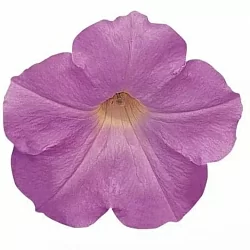  Петуния Wave F1 misty lilac (5шт)