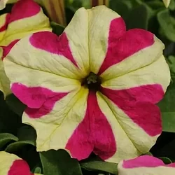  Петуния Sophistica F1 lime bicolor (5шт)