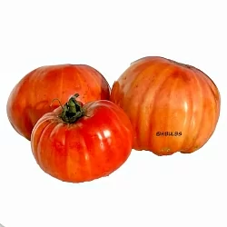  Томат Гигант Елены (Gigante di Elena, Италия) (6шт)