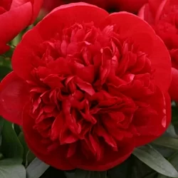  Пион Ред Чарм (Red Charm)