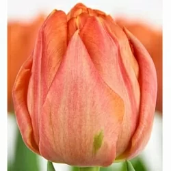 Тюльпан Лоренцо (Lorenzo) Тюльпан Лоренцо (Lorenzo)