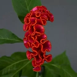 Целозия Celosia Neo orange (5шт)