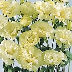 Лизиантус Lisianthus ABC 2 F1 yellow (10шт)