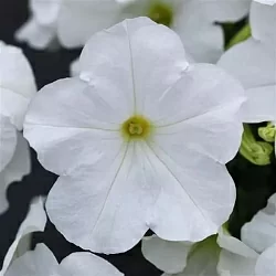  Петуния Wonder Wave F1 pearly (5шт)