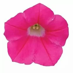  Петуния Shock Wave F1 rose (5шт)