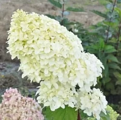  Гортензия Юник (Unique)