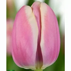 Тюльпан Джамбо Бьюти (Jumbo Beauty) Тюльпан Джамбо Бьюти (Jumbo Beauty)