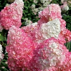 Гортензия Юник (Unique)