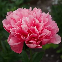  Пион Лорелей (Lorelei)