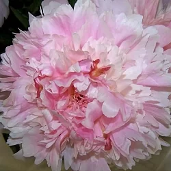  Пион Сара Бернар (Sarah Bernhardt)