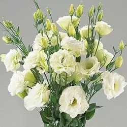 Лизиантус Lisianthus Super Magic I-II F1 green (10шт)