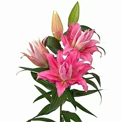 Лилия Shamira