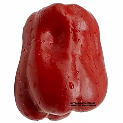  Перец сладкий Атлант  (6шт.)