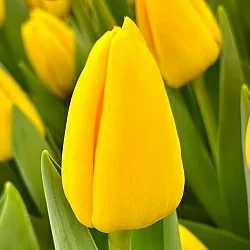 Тюльпан Нови сан (Novi Sun) Тюльпан Нови сан (Novi Sun)