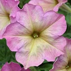  Петуния Debonair F1 rose dusty (5шт)