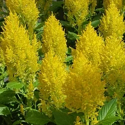 Целозия Celosia Sunday yellow (5шт)