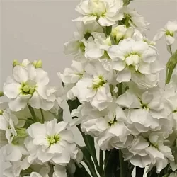 Маттиола Matthiola incana Katz yellow (20шт)