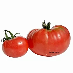  Томат Бифштекс арбузный (Watermelon beefsteak, США) (6шт)