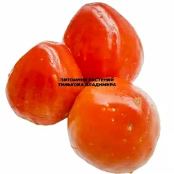  Томат Бык Сач (Bull Sac, США) (6шт)
