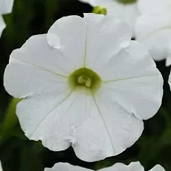  Петуния Shock Wave F1 white (5шт)