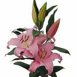 Лилия Think Pink