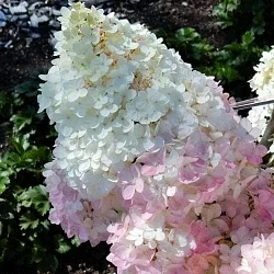  Гортензия Юник (Unique)