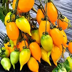  Томат Золотая канарейка (Золотой лимон, Сокровище) (6шт)