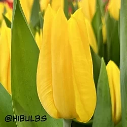 Тюльпан Стронг Голд (Strong Gold) Тюльпан Стронг Голд (Strong Gold)