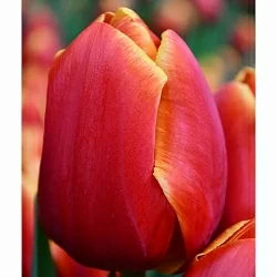 Тюльпан Веранди (Verandi) Тюльпан Веранди (Verandi)