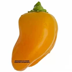  Перец сладкий Лимонный (6шт.)