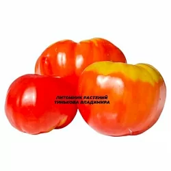  Томат Гигант фемили ред (Gigante family red, Италия) (6шт)