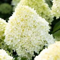 Коттон Крем (Cotton Cream) Коттон Крем (Cotton Cream)