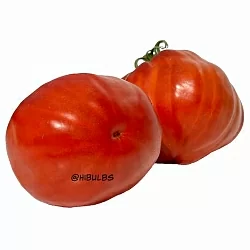  Томат Гигант Роата Росси (Gigante di Roata Rossi, Италия) (6шт)